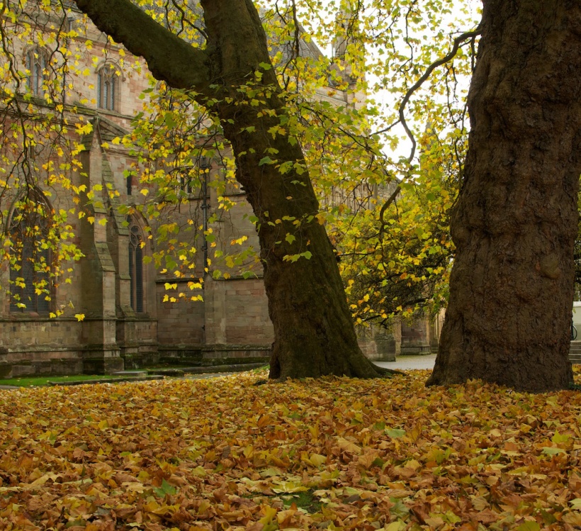 AutumnCathedral1